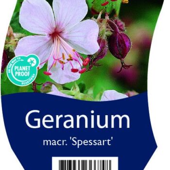 Geranium macr. 'Spessart'