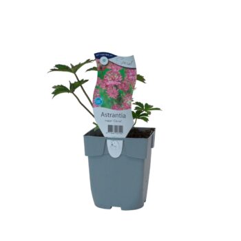 Astrantia major 'Claret'