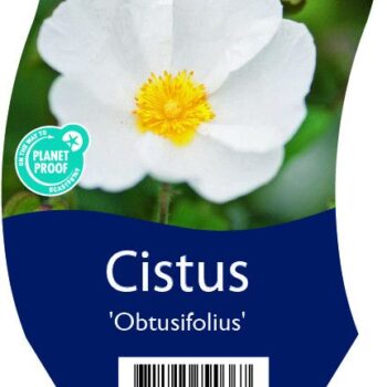 Cistus 'Obtusifolius'