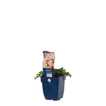 Sedum alb. 'Coral Carpet'