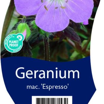 Geranium macul. 'Espresso'