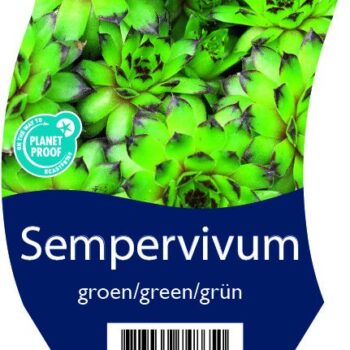 Sempervivum groen/green/grün