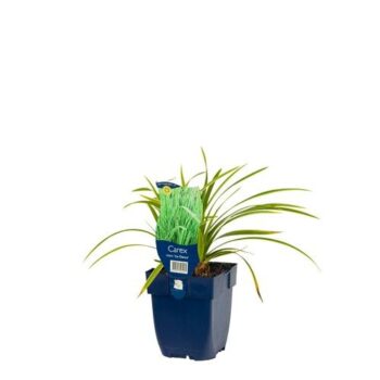 Carex morr. 'Ice Dance'