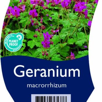 Geranium macrorrhizum