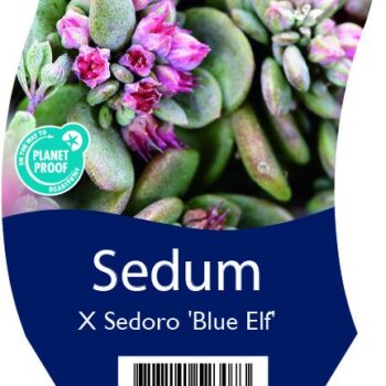 Sedum X Sedoro 'Blue Elf'