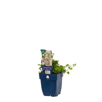 Campanula posch. 'Lisduggan Var.'