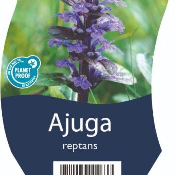 Ajuga reptans