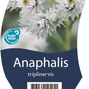 Anaphalis triplinervis