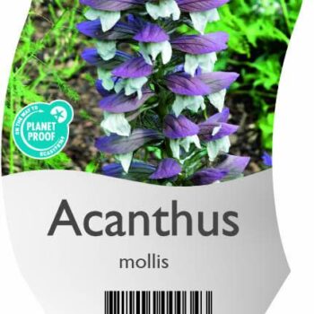 Acanthus mollis