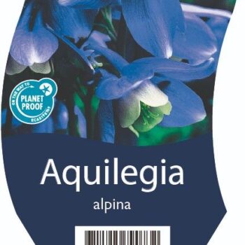 Aquilegia alpina