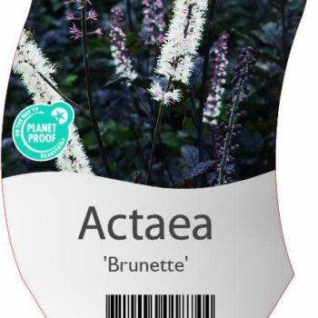Actaea 'Brunette'