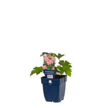 Anemone hup. 'Sept. Charm'