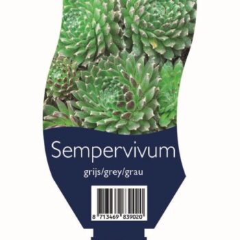 Sempervivum grijs/grey/grau