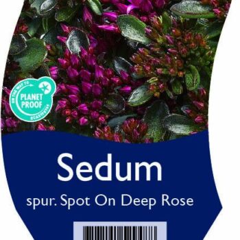 Sedum sp. Spot On Deep Rose