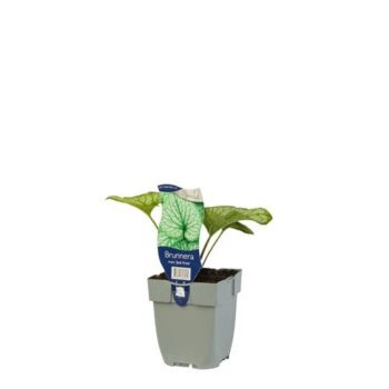 Brunnera macr. 'Jack Frost'