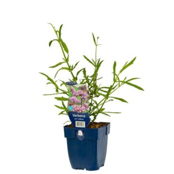 Verbena bon. 'Lollipop'