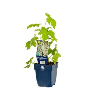 Delphinium (P.G.) 'Galahad'