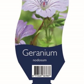Geranium nodosum