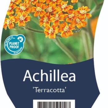 Achillea 'Terracotta'