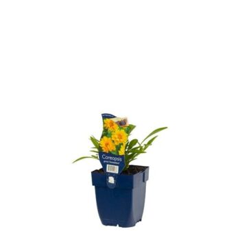 Coreopsis grand. 'Sonnenkind'