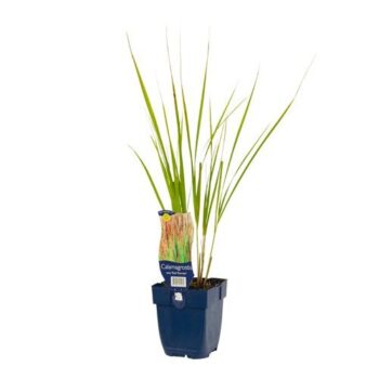 Calamagrostis ac. 'Karl Foerster'