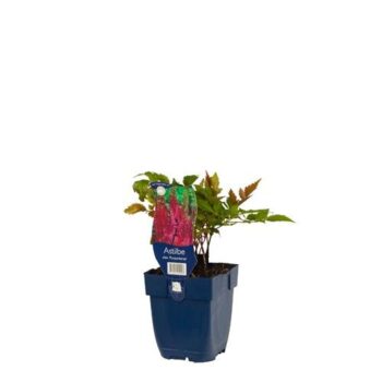Astilbe chin. 'Purpurkerze'
