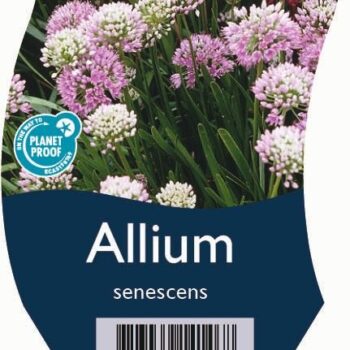 Allium senescens