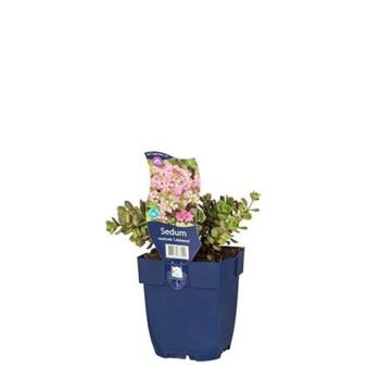 Sedum cauticola 'Lidakense'