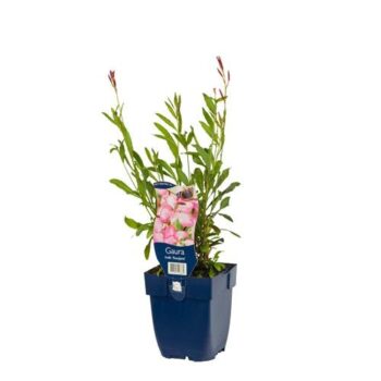 Gaura lindh. 'Rosyjane'