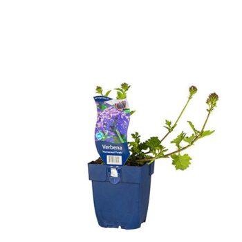 Verbena 'Homestead Purple'