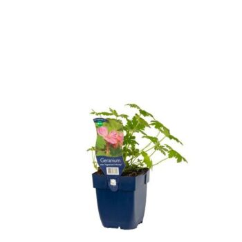 Geranium macr. 'Ingwersen's Variety'