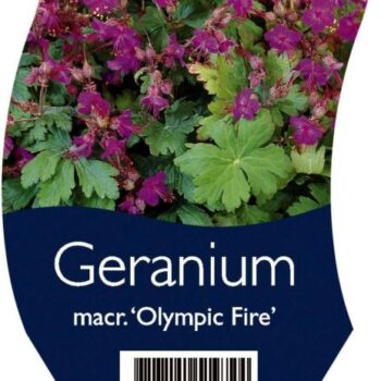 Geranium macr. 'Olympic Fire'