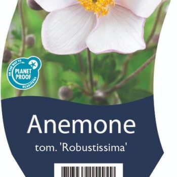 Anemone tom. 'Robustissima'