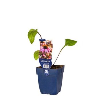 Echinacea pur. 'Augustkönigin'
