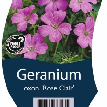 Geranium oxon. 'Rose Clair'