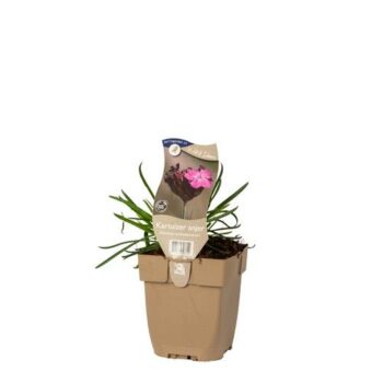 Dianthus carthusianorum