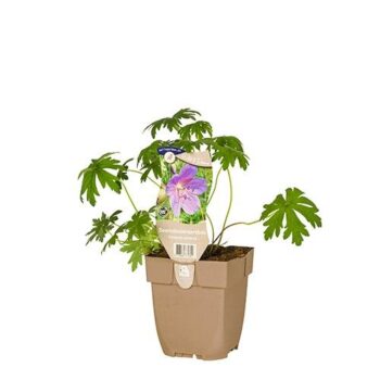 Geranium pratense