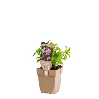 Saponaria officinalis