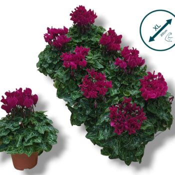 Cyclamen Compact Paars