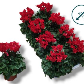 Cyclamen Compact Rood