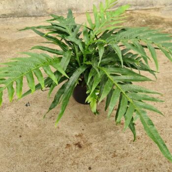 Aglaomorpha Coronans JIM