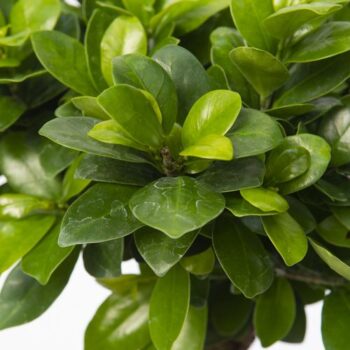 Ficus m. Ginseng pot ø20cm Carbon Free pot