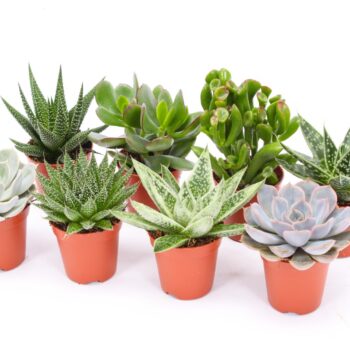 Succulent mix 5,5 XXL