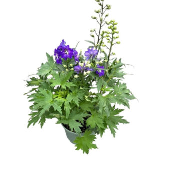 Delphinium in soorten