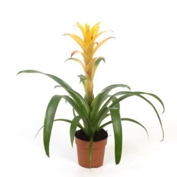 Guzmania Mirador (Yellow)