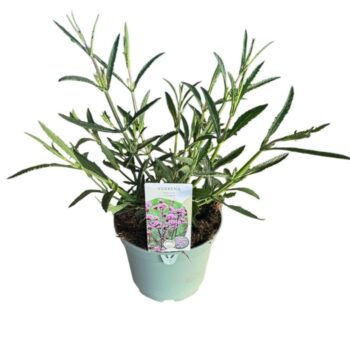 Verbena Bonariensis 'Lollipop'