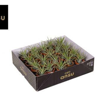 Tillandsia in Terracotta pot