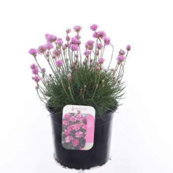 Armeria maritima Splendens