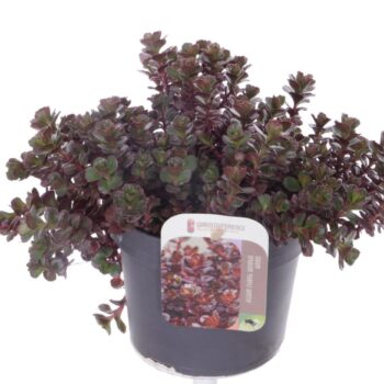 Sedum spurium Purple winter
