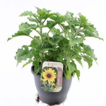 Helianthus Sunbelievable Bro